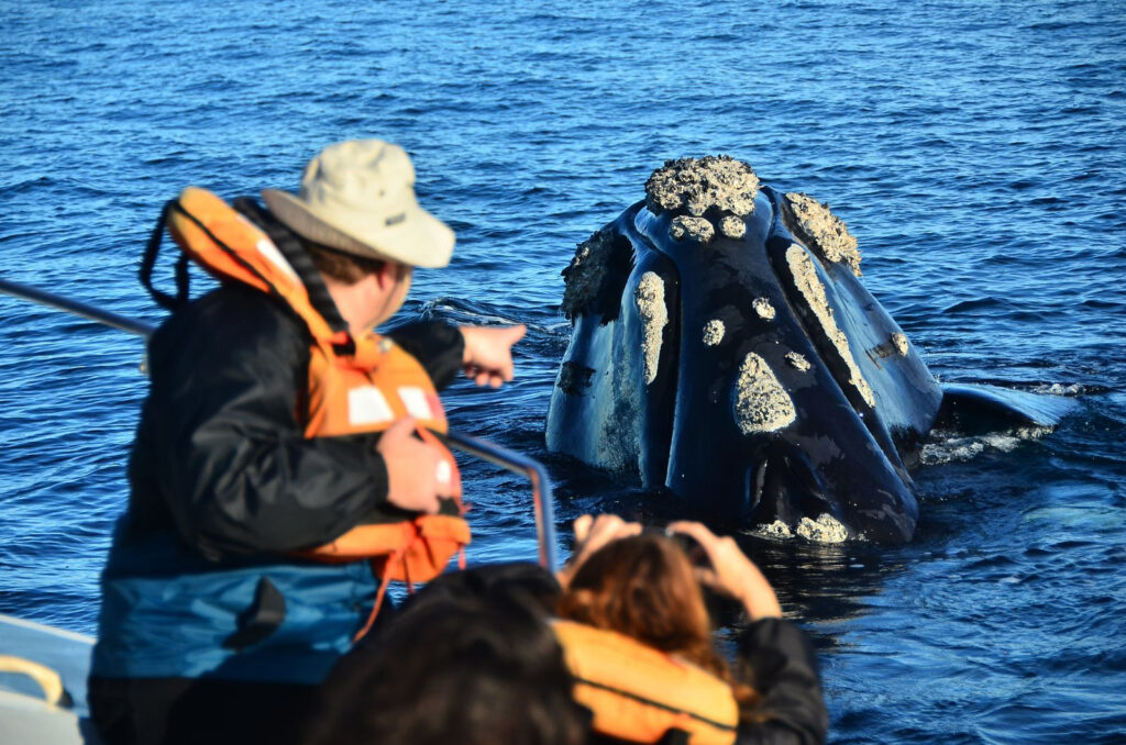 El avistaje de ballenas en Puerto Madryn comienza en junio, ideal para disfrutar las vacaciones de invierno