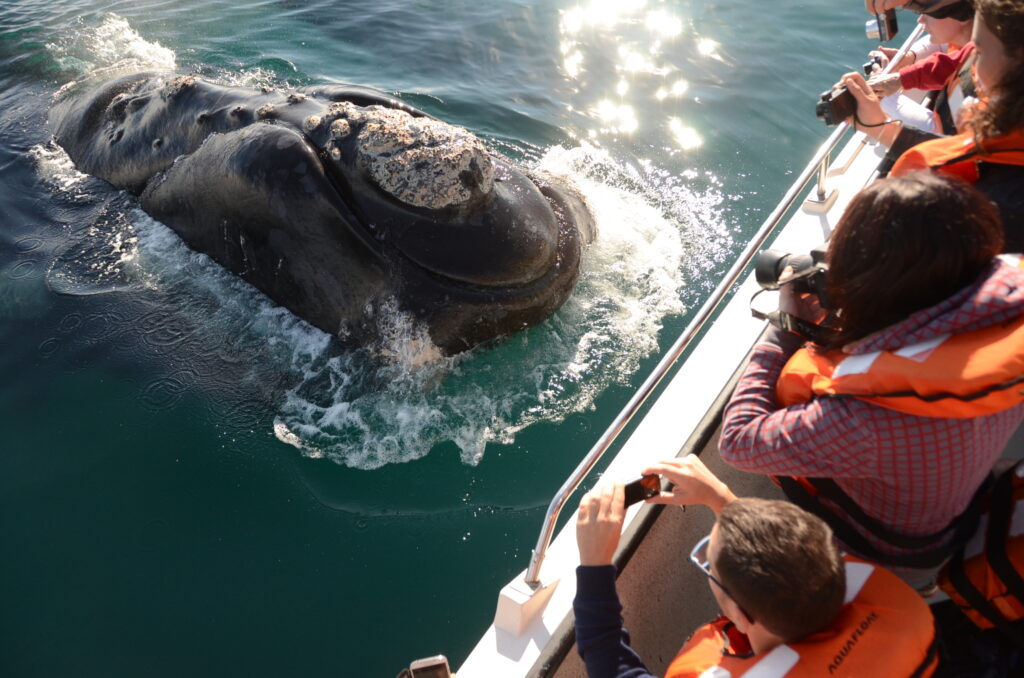 Además del avistaje de ballenas, en la ciudad de Chubut podés hacer miles de actividades para disfrutar con todo.